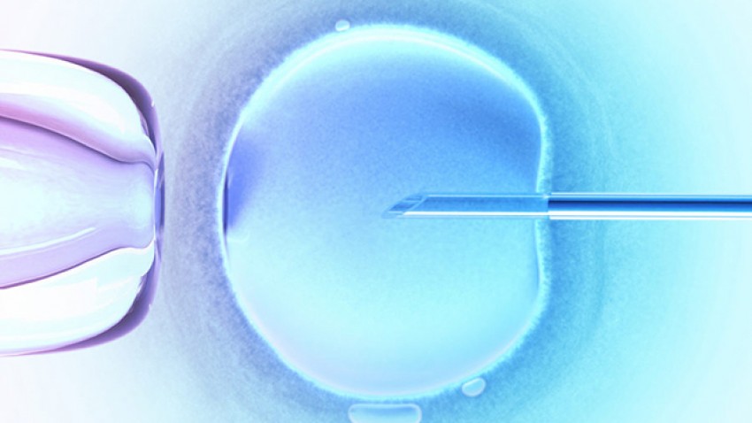 ICSI o Inyección intracitoplasmática de espermatozoides